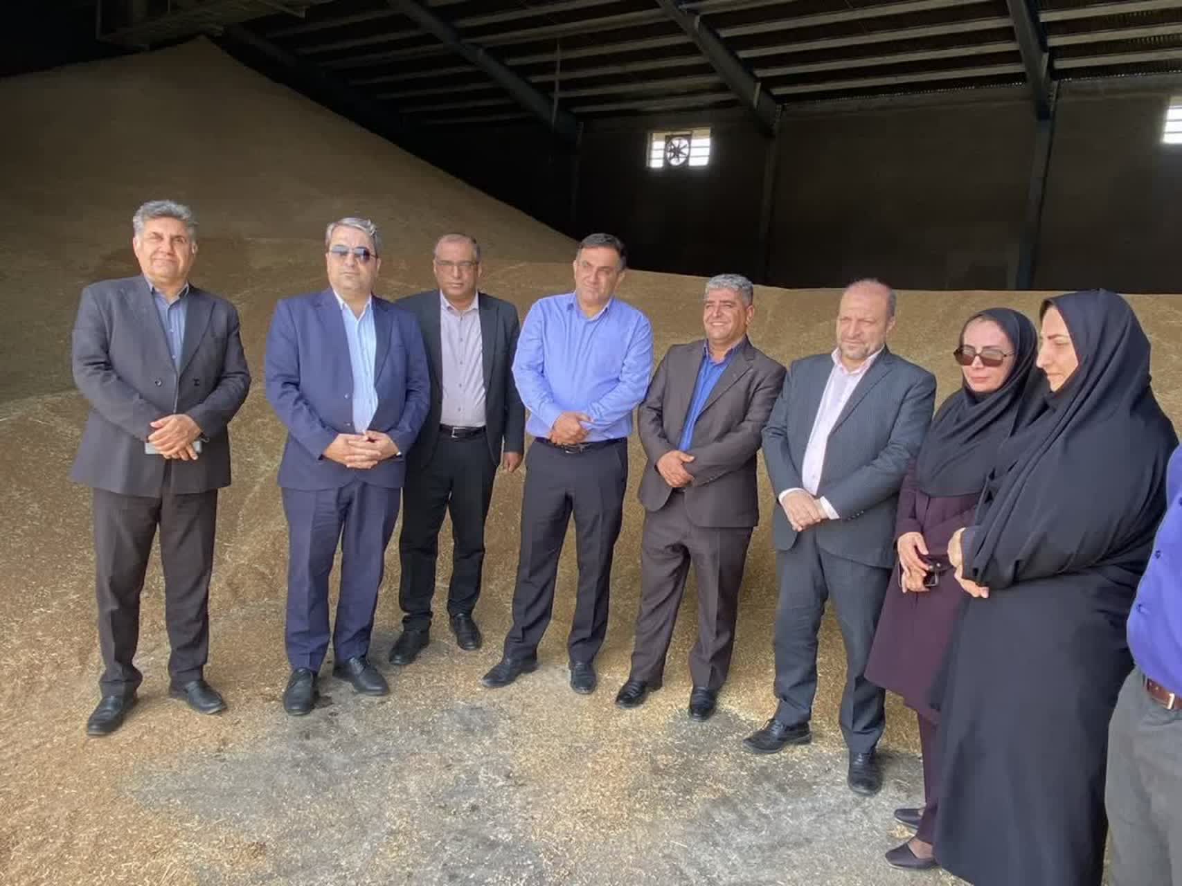 گندم کهگیلویه و بویراحمد؛ برداشت مطلوب و خرید تضمینی رضایتبخش در راه تأمین امنیت غذایی